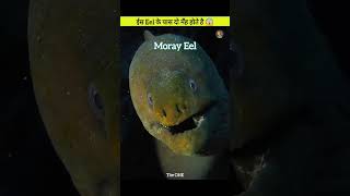 This Eel Has Two Jaws  Moray Eel😱shortvideotrendingviralviralvideoshortsytytshortstopnew [upl. by Elaen]