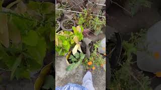 Plant Care Tips  Paudho Mai kitni baar Pani dena chahiye shorts garden plants [upl. by Ateinotna]