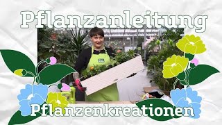 Balkonkasten bepflanzen  Pflanzanleitung Pflanzenkreationen  PflanzenKölle [upl. by Ananna]