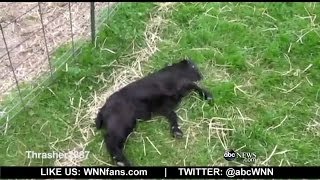 Fainting Goats all the Rage at Pennsylvania Farm [upl. by Gonzalo196]