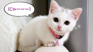 お腹が空いたと鳴くマンチカン子猫！ The Munchkin cat meowingSo cute kitten [upl. by Killian]