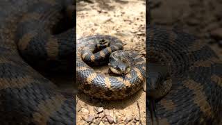 hognose snake హగ్నోస్ పాము [upl. by Ardnalac]