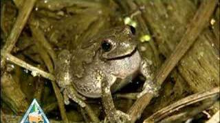 Gray Treefrog [upl. by Engenia457]