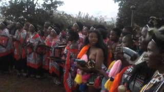 Swaziland traditional wedding ceremony [upl. by Acinomahs258]