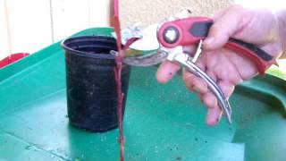 How to grow photinia from cuttings and other plants from cuttings  method [upl. by Grimaldi]