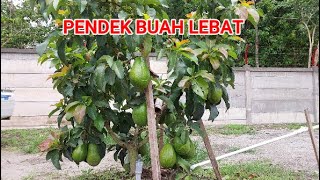 PENDEK BUAH LEBAT ALPUKAT ALIGATOR [upl. by Lud]