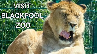 Visit Blackpool Zoo For an Amazing Day Out [upl. by Berard]