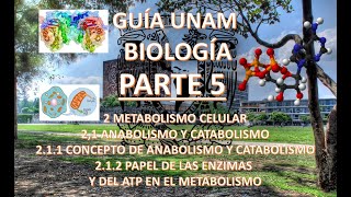 GUÍA BIOLOGÍA EXAMEN UNAM 2024 PARTE 5 AnabolismoCatabolismo metabolismo Concepto enzimas y ATP [upl. by Onateag]