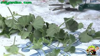 Geraniums from cuttings [upl. by Aihselat261]