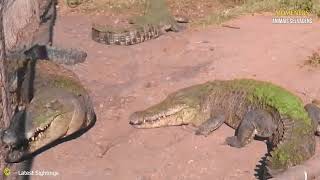 30 Momentos De Crocodilo Ferido Ao Escolher O Adversário Errado  Animais Selvagens [upl. by Placidia982]