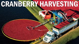 Cranberry Harvesting  Cranberry Farming  Cranberry Cultivation  Cranberries farm in Oregon [upl. by Icnarf]