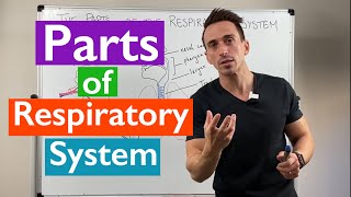 Respiration in Birds  Vet Bytes  Avian Anatomy amp Physiology [upl. by Leede]