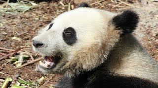 Reuzenpanda Tian Bao voedertijd  Nourrissage panda  Giant panda feeding time  Pairi Daiza 2018 [upl. by Atinahc]