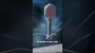 BacterioPhage Viras  shorts sciencefacts [upl. by Fillbert]