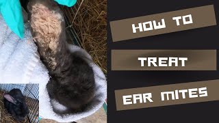 Ear mites in rabbits  how to treat naturally [upl. by Cirted]