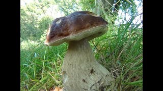 Large Penny Bun Porcini Cep King Bolete Boletus edulis identification [upl. by Short]