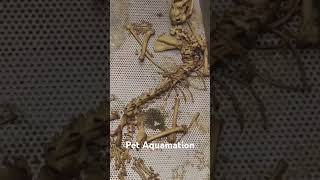 Amazing The complete pet skeleton after Aquamationpetaquamation petaquamationmachinepetindustry [upl. by Peh]