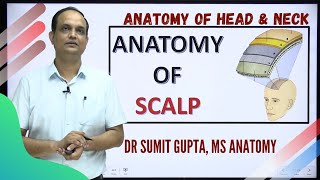 L7 part 1Face and scalp Anatomy [upl. by Bela19]