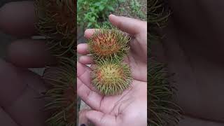 Rambutan rap tamil song music tamilsong food toffeevibe funny toffeemusic musicgenre [upl. by Walston738]