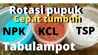 Rotasi pupuk lengkap untuk tanaman dalam pot agar cepat tumbuh subur dan cepat besar dirumhaja [upl. by Eenitsed781]