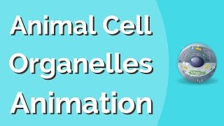 Animal Cell Organelles  Biology Animation [upl. by Publias]