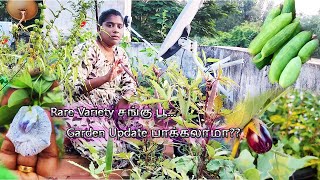 Rare Variety சங்கு பூ ஆடி பட்டத்தை தொடர்ந்து ஒரு Garden Update பாக்கலாமா [upl. by Thurstan106]