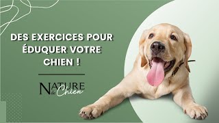 Des exercices pour éduquer votre chien [upl. by Asenad40]