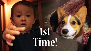 CORGI PUPPY MEETS BABY 1st TIME  Life After College Ep 454 [upl. by Mapes240]