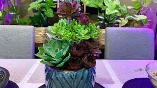 Succulent Arrangement in Glazed Terracotta Pot  Agave Potatorum [upl. by Vonni77]