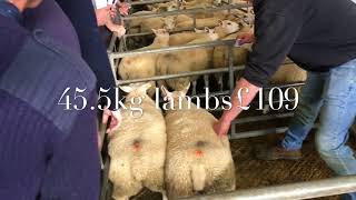 Beltex x prime lambs at Ruthin [upl. by Ytirahs]