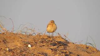 Isabelline Wheatear  Seaton Snook  Teeside  November 2014 [upl. by Thanasi628]