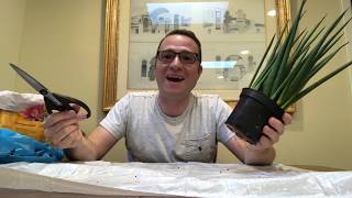 How to Repot Sansevieria Cylindrica [upl. by Crudden77]