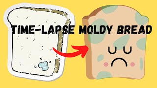 Time  lapse of Mold Growing on Bread [upl. by Kelda]