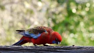 Crimson Rosellas  Take 2 [upl. by Kristoffer]