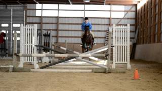 Teaching my Standardbred to Jump and Canter [upl. by Enneyehc]