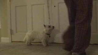 Westie rings bell when she needs to go potty [upl. by Maier]