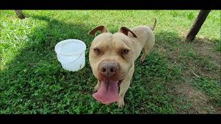 Adotta OMAR 5 anni pit bull maschio  Trovatelli4000 [upl. by Funch381]