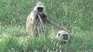 The Life of the Langurs Presbytis entellus Dufresne [upl. by Yenhpad]