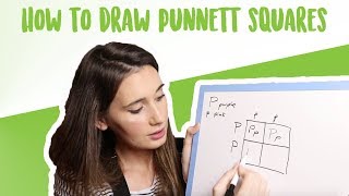 Genetic Inheritance and Punnett Squares [upl. by Ydnir]