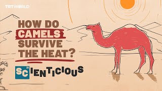 How do camels stay cool  Scienticious  Episode 8 [upl. by Lester452]