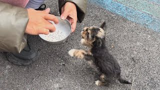 quotIm so hungryquot The puppy cried and begged for food after days of being abandoned and starving [upl. by Ademla]