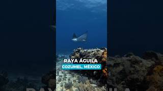 Bucea en Cozumel con plancaribetours 🐟☀️🤿 Cozumel Buceo Mexico [upl. by Trefor]