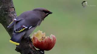 Waxwing Bombycilla garrulus [upl. by Darla]