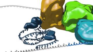 mRNA splicing [upl. by Kcirej]