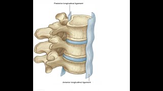 Two Minutes of Anatomy Anterior Longitudinal Ligament [upl. by Westmoreland]