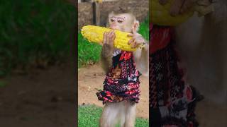 Raising Cute Monkey  Corn Eating Challenge [upl. by Cosette]