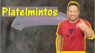 Platelmintos  Filo Platyhelminthes  Características Gerais  Invertebrados  Zoologia [upl. by Kaltman847]