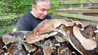 A TRULY GIANT SNAKE PACKING VENOMOUS GABOON VIPERS  BRIAN BARCZYK [upl. by Carrew]