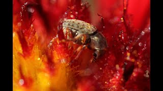 Fungus Weevils on Gaillardia Pulchella [upl. by Anaele]