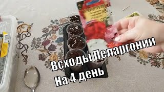 Всходы пеларгонии из семян на 4 день Вторая посадка ПЕЛАРГОНИИ [upl. by Auod]